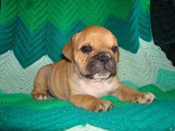 Puppies in PA